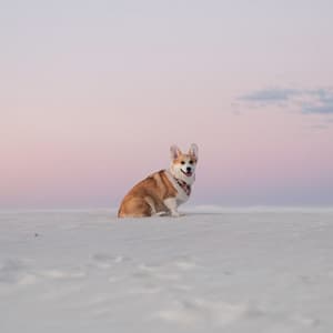Tranquil Resonance: Music for Dogs' Calmness - Ambient 11