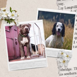 Friendly Background for Calmed Puppies - Dogs at Home