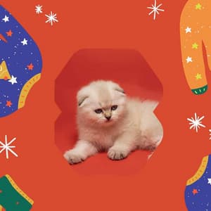 Music for Happy Cat - Suave Trumpet Solo - Calm Cat Music