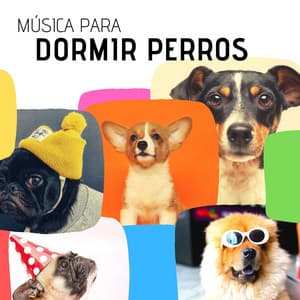 Música para Dormir Perros: 20 Canciones Relajantes para Curar la Ansiedad y Estrés de tus Mascotas - Thiago Mascotas