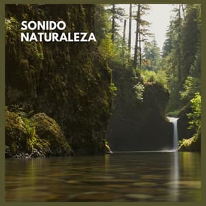 Sonido Naturaleza - Sonidos De La Selva