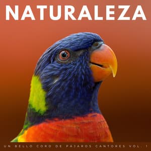 Naturaleza: Un Bello Coro De Pájaros Cantores Vol. 1 - Hola Pájaros
