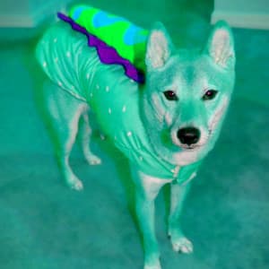 Music for Cozy Winter Doggo - Chill My Pooch