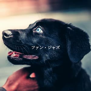 ファン・ジャズ - Hotel Lounge Music