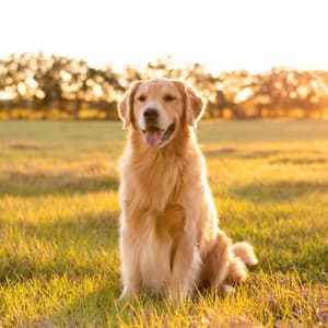 Sleepy Dog Sounds: Music for Rest - Studio Musicians