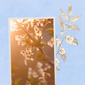 Backdrop for Modern Monday - Bossa Guitar Trio with Jazz Organ - Morning Coffee Playlist