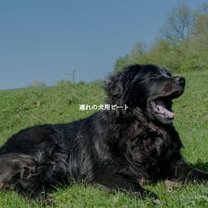 連れの犬用ビート - Restaurante Jazz