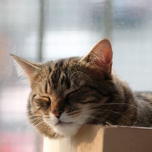 Lofi Catnap: Purrfect Relaxation - Lazy Vibes