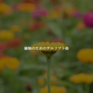 植物のためのチルソフト曲 - Alegre Trabajar desde Casa