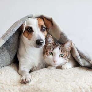 Pets Sleep Soundly: Relaxing Hip Hop Beats - Calm Pets