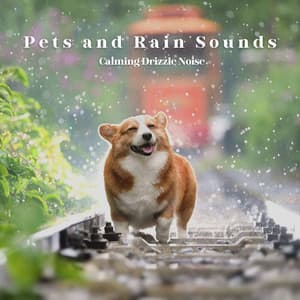 Pets and Rain Sounds: Calming Drizzle Noise - Animal Melody Wizard