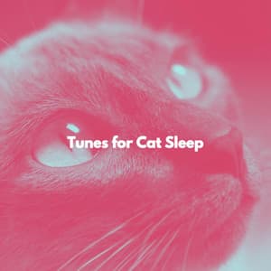 Tunes for Cat Sleep - Soft Sunday Morning Music