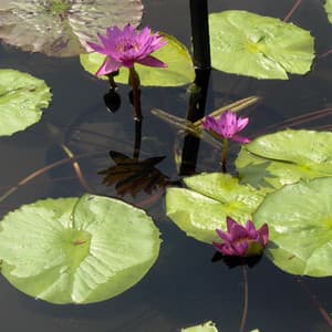 Background Sounds, Vol 9 - Wind Movers