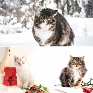 Fun Music for Happy Cat - Trumpet and Alto Sax - Calming Music for Cats