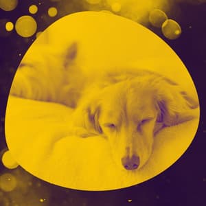 Wondrous Ambiance for Resting Dogs - Music For Your Dog