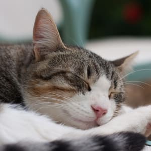 Rainy Meowlodies: Cat Nap with Soothing Piano Touch - Mellow Melodies