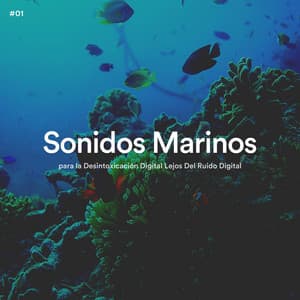 #01 Sonidos Marinos para la Desintoxicación Digital Lejos Del Ruido Digital - Olas del Mar