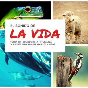 El Sonido de la Vida: Música con Sonidos de la Naturaleza, Canciones para Relajar Adultos y Niños - Milagro de la Vida