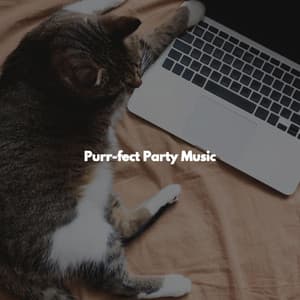 Purr-fect Party Music - Calm Acoustic Cafe Music