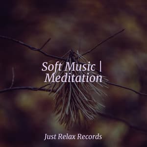 Soft Music | Meditation - Bird Sounds