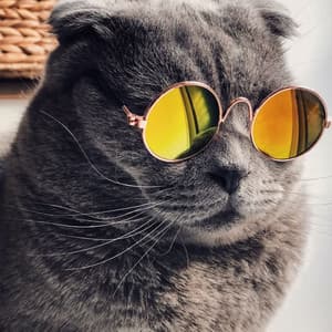 Cat's Sonata: Tranquil Piano Symphony - The Cat Relaxer