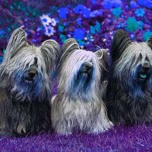 Hypnotic Jazz Guitar - Bgm for Jazzy Chill Dogs - Relaxing Music for Dogs