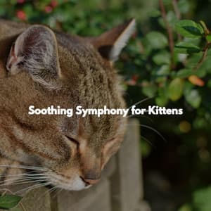 Soothing Symphony for Kittens - Detroit Jazz Group