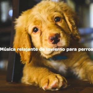 Música relajante de invierno para perros - Soft Jazz Moment