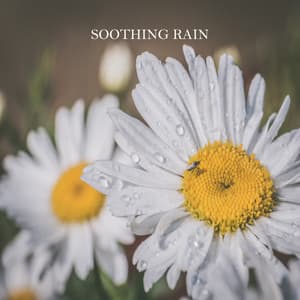 Ambient Sounds: Soothing Rain - Ambient Sounds from Beneluxa