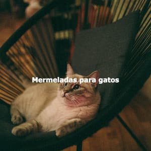 Mermeladas para gatos - Chill Out Jazz Radio