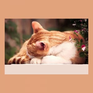 Music for Scratching Cats - Music for Resting Cats
