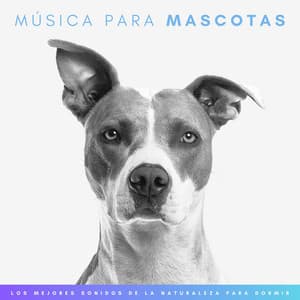 Música Para Mascotas: Los Mejores Sonidos De La Naturaleza Para Relajar Animales - Sonidos Naturaleza
