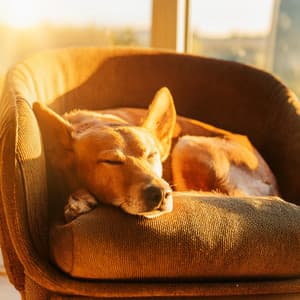 Hip Hop Para Mascotas: Ritmos Relajantes Para Amigos Peludos - Hogar acogedor