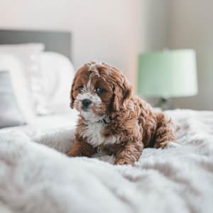 Jazz Violin - Background for Midsummer Pups - Dog Music Zone