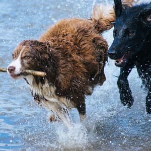 Music for Calming Your Dog - Happening Piano - Relaxing Dog Music Beats