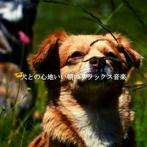 犬との心地いい朝のリラックス音楽 - Reading Background Music Playlist