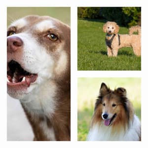 Music for Happy Dogs - Uplifting Electric Guitars - Songs for Dogs to Sleep To