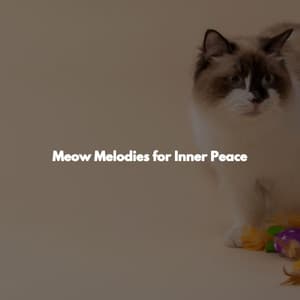Meow Melodies for Inner Peace - Light Office Background Music