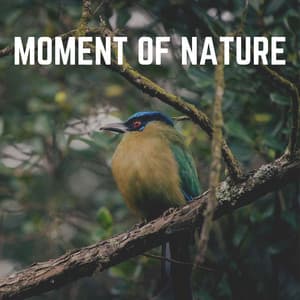 Moment of Nature - Swedish Forest Birds