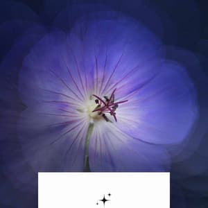 Trumpet Bossa - Background for Resting Aprils - French Cafe Jazz Society