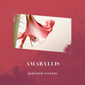 Amaryllis - Meredith Flowers
