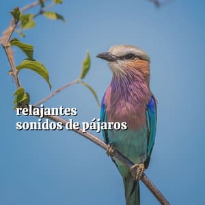 Relajantes Sonidos de Pájaros - Pájaros del Bosque