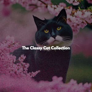 The Classy Cat Collection - Dinner Music Play List