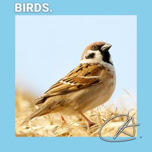 Birds Sounds to Help You Relax - Calm Bird Sounds