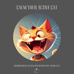Calm Your Active Cat - Relax Your Cat