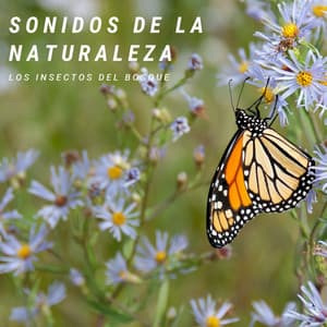 Sonidos De La Naturaleza: Los Insectos Del Bosque - Naturaleza Sonidos