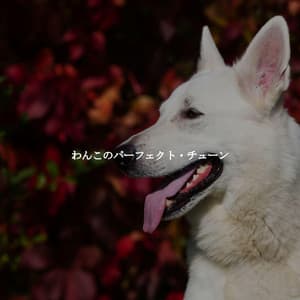 わんこのパーフェクト・チューン - Elevator Jazz Music