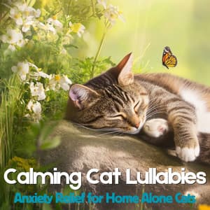Calming Cat Lullabies - Anxiety Relief for Home Alone Cats - RelaxMyCat