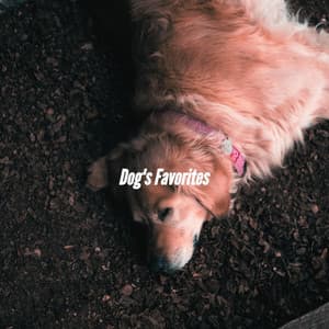 Dog's Favorites - French Cafe Jazz
