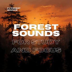 Forest Sounds for Study and Focus - FX Forest Sounds